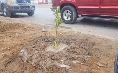 ¡Juntos por un futuro más verde!